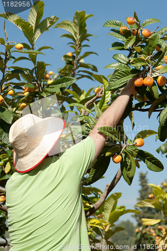 Image of Loquat picker