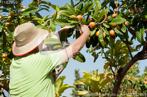 Image of Loquat picker