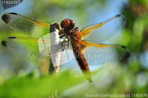Image of Dragonfly 