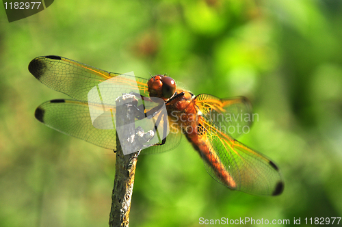 Image of Dragonfly