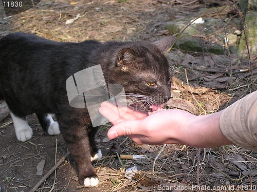 Image of Cat eating sausage