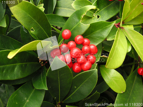 Image of gaultheria bush showing the red berries