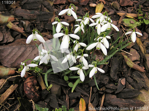 Image of snowdrops amongst the dead leaves
