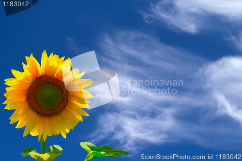 Image of Sunflower against blue sky