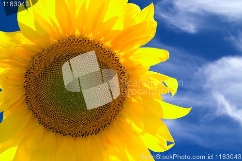 Image of Closeup of yellow sunflower 
