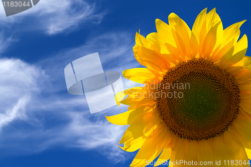 Image of Sunflower isolated on white background