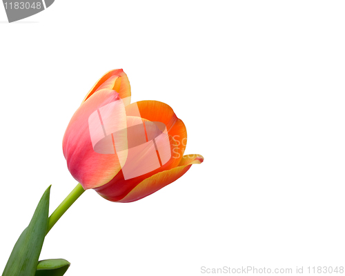 Image of Tulip isolated on white background