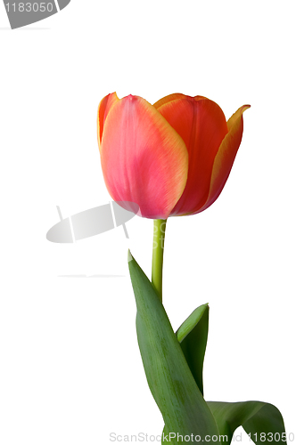 Image of Tulip on white background