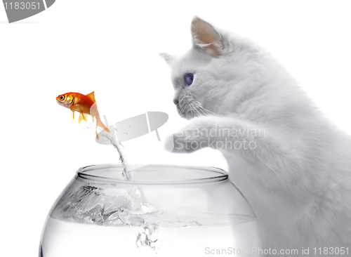 Image of cat and a gold fish on white background 