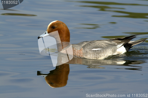 Image of Eurasian Wigeon