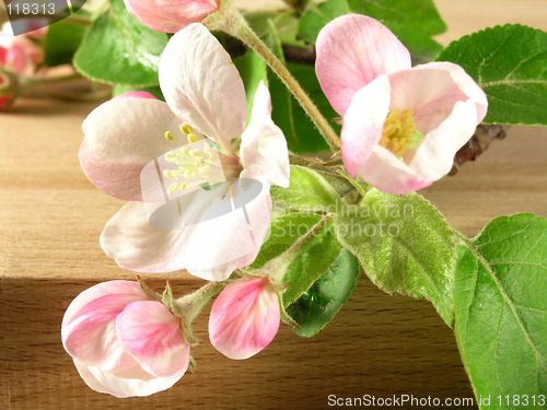 Image of branch - apple tree