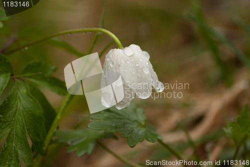 Image of Thimbleweed after rain