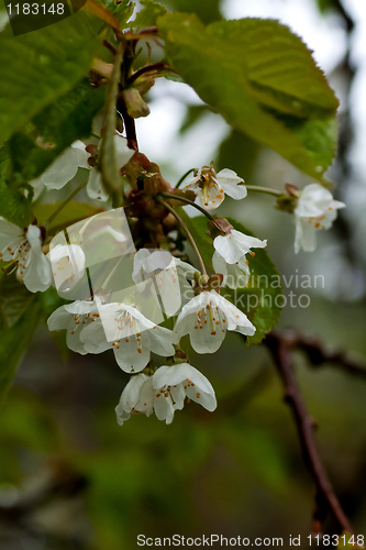 Image of Cherry blossom