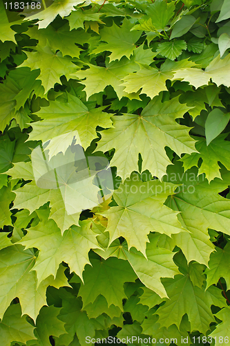 Image of Young delicate leaves of maple