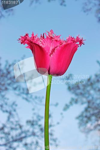 Image of Purple tulip flower 