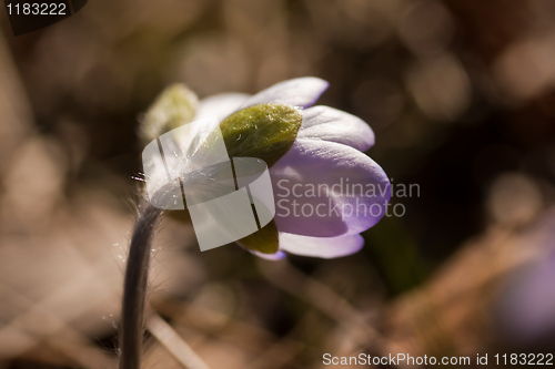 Image of hepatica nobili