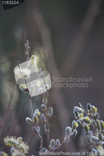 Image of Willow flowers