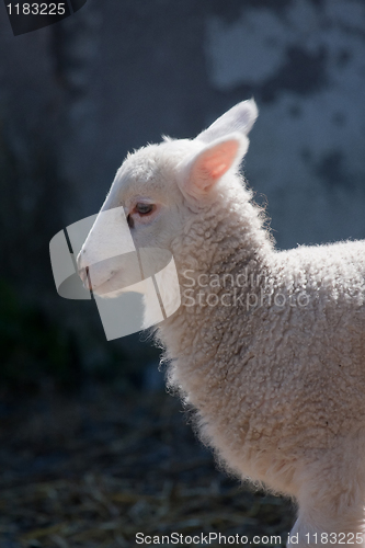 Image of White lamb