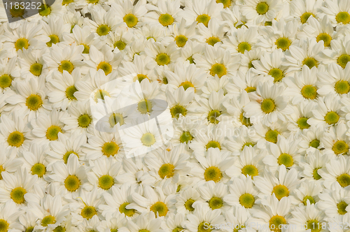 Image of Flowers pattern