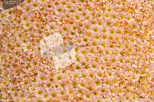 Image of Flowers pattern