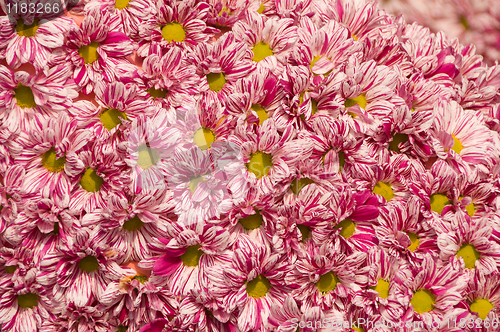 Image of Flowers pattern