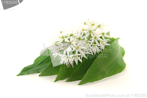 Image of Wild garlic