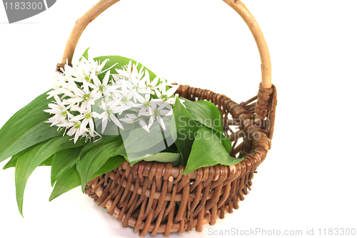 Image of Wild garlic