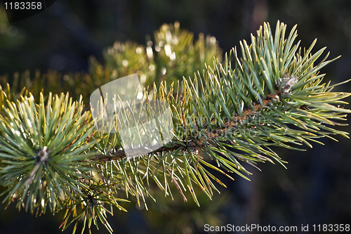 Image of Pine twig sparkles in the sunset