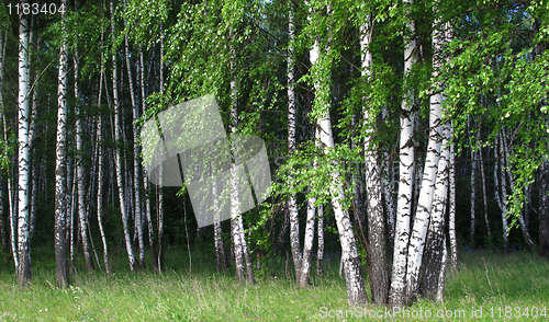 Image of birch grove
