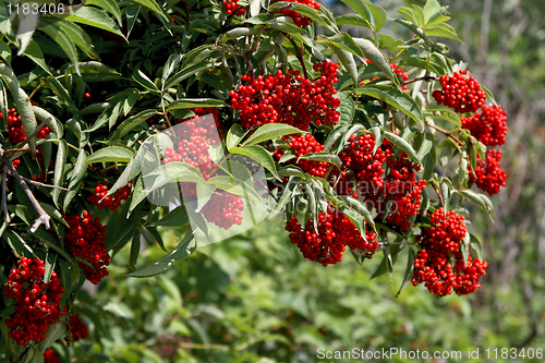 Image of bush with red berries 