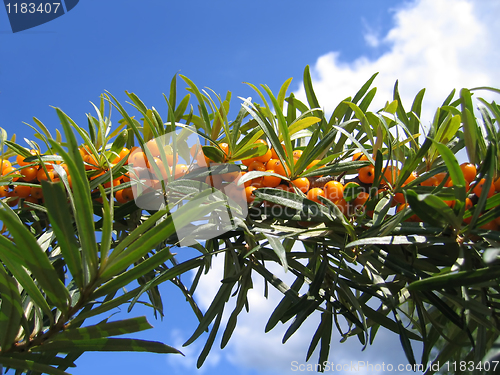 Image of sea buckthorn berries