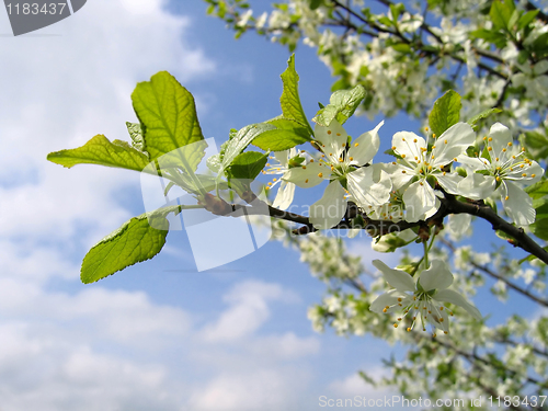 Image of branch of a blossoming tree