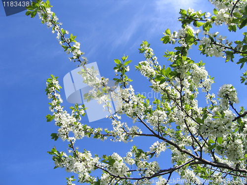 Image of branch of a blossoming tree