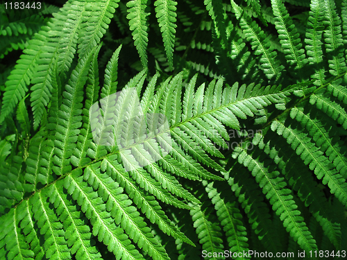 Image of green fern leafs background