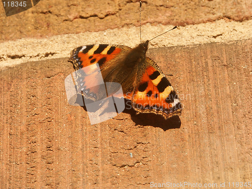 Image of butterfly with a damaged wing on a wall