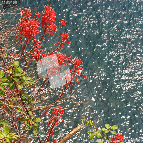 Image of Red flowers