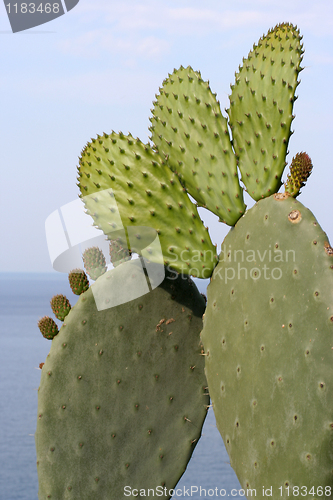 Image of cactus