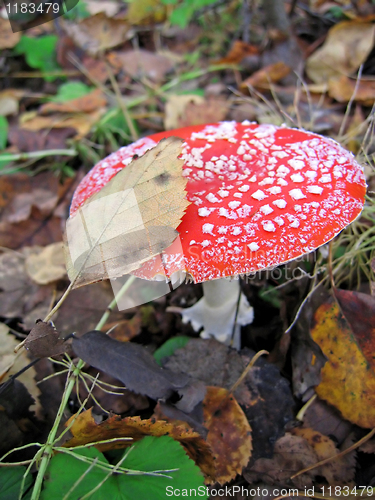 Image of red fly agaric