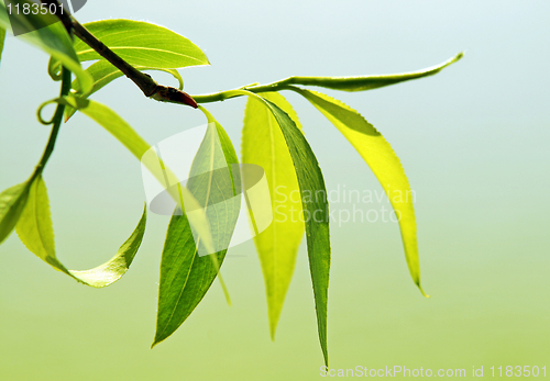 Image of close up of fresh green foliage