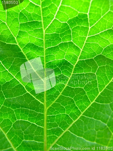 Image of green leaf texture