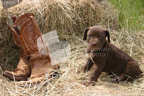 Image of Puppy & Boots