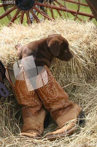 Image of Puppy in Boots