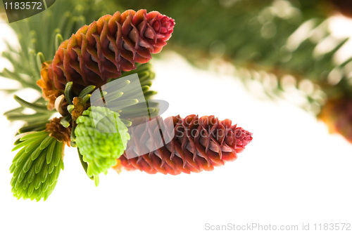 Image of Pine branch with cones on a white background