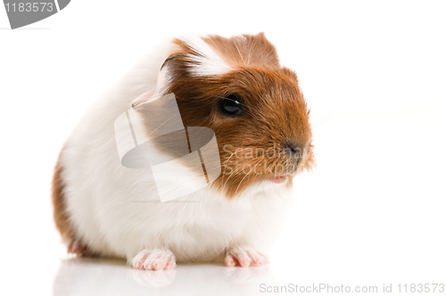 Image of baby guinea pig