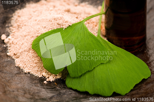 Image of fresh leaves ginko biloba essential oil and powder - beauty trea