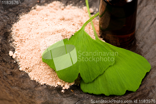 Image of fresh leaves ginko biloba essential oil and powder - beauty trea