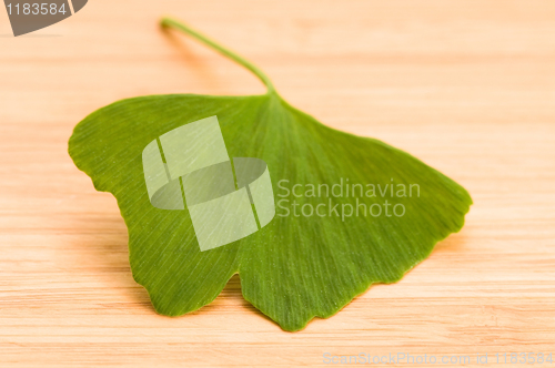 Image of Fresh Leaves Ginkgo On The Wood