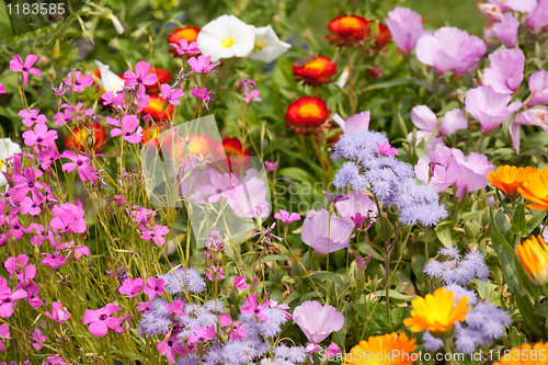 Image of Flower bed