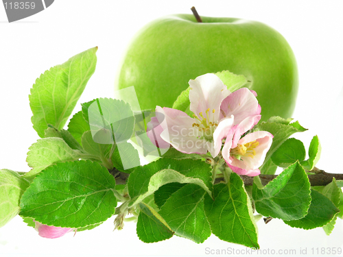 Image of green apple