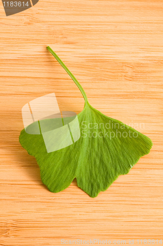 Image of Fresh Leaves Ginkgo On The Wood